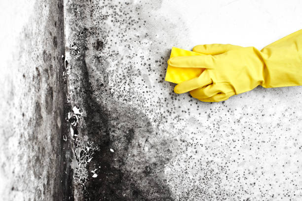 Mold Testing and Removal in Southwood Acres, CT