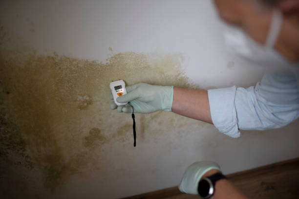 Best Attic Mold Removal  in Southwood Acres, CT