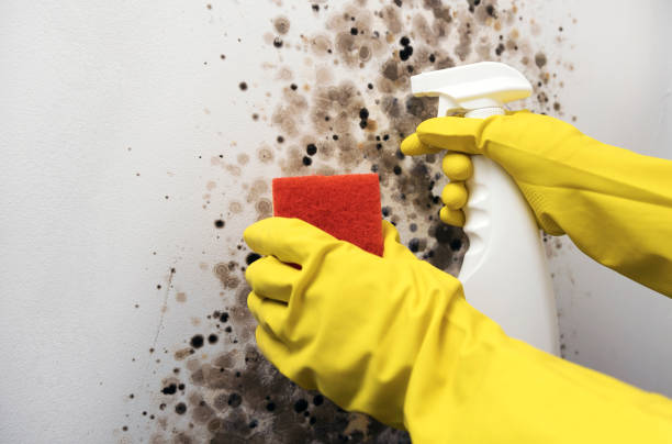 Best Mold Removal Company Near Me  in Southwood Acres, CT